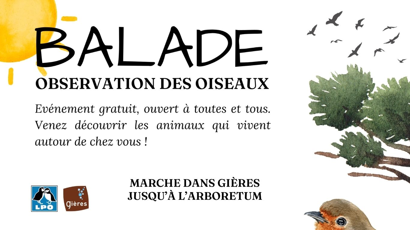 Balade - Observation des oiseaux